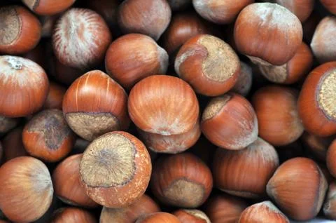Hazeknuts close up Stock Photos
