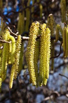 A hazel blooms in spring 스톡 사진