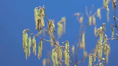 Hazel blossom in spring (time lapse) Stock Footage 258338480
