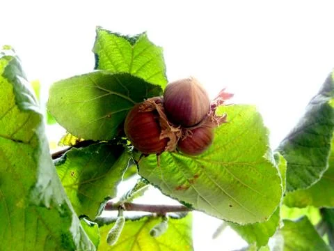 Hazel branches with nuts Stock Photos