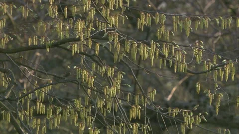Hazel bush in bloom in springtime Stock Footage 268051003
