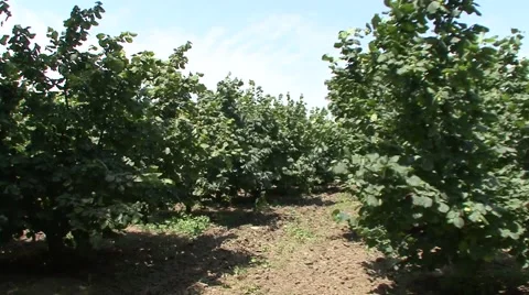 Hazel bushes in the orchard Stock-Footage 41129651