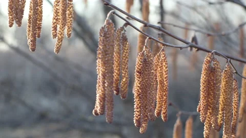 Hazel catkins on a branch in the early spring time Stock Footage 170717917