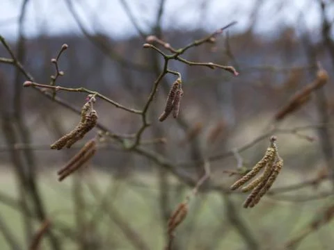 Hazel catkins on branches 写真素材