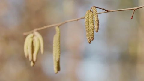 Hazel Catkins Close-Up in Early Spring Forest 動画素材 330717342