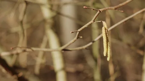 Hazel Catkins Close-Up in Early Spring Forest 動画素材 330717358