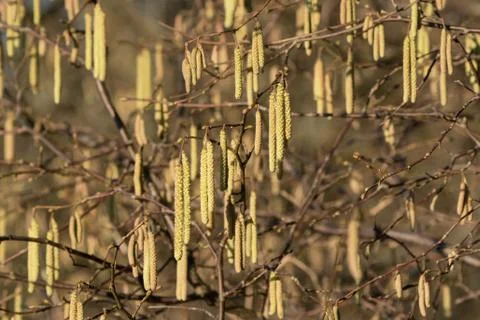 Hazel catkins close up Stock Photos