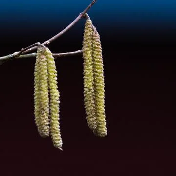 Hazel catkins closeup Foto stock