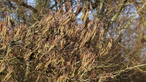 Hazel catkins developing pollen on a tree, signaling the arrival of spring Stock Footage 330956507