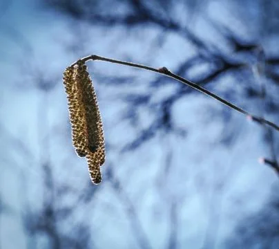 Hazel catkins glow in backlight. Stock Photos