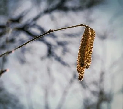 Hazel catkins glow in backlight. Stock Photos