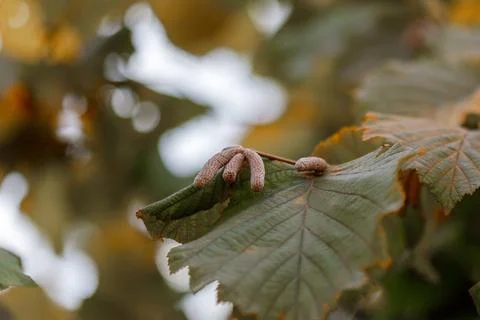 Hazel Catkins on Leaf 스톡 사진