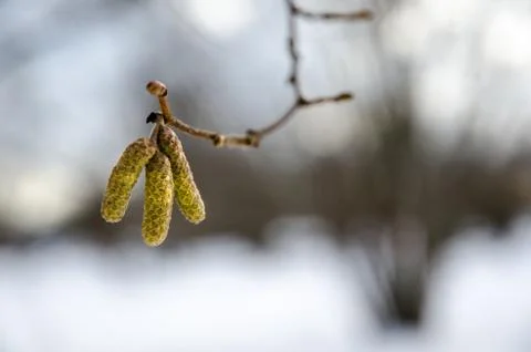 Hazel catkins Stock Photos