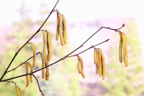 Hazel catkins Stock Photos