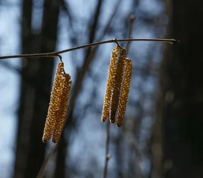 Hazel catkins Stock Photos