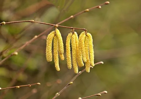Hazel catkins in spring Stock Photos
