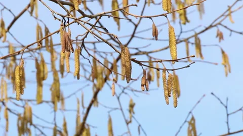 Hazel catkins in sunny spring day motion footage made with slider Stock Footage 48882968