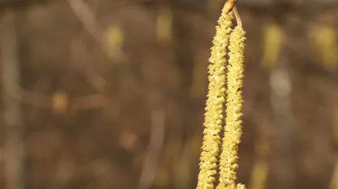Hazel catkins in sunny spring day motion footage made with slider Stock Footage 48883003