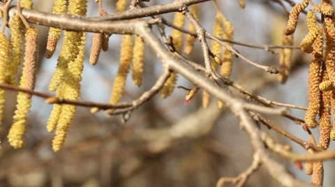 Hazel catkins in sunny spring day motion footage made with slider Stock Footage 48883029