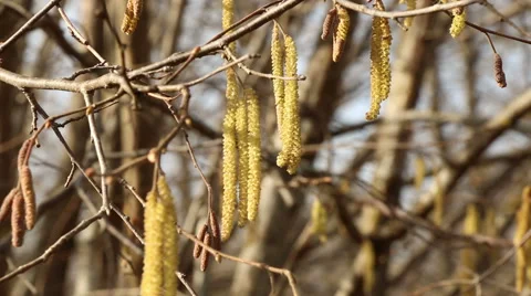 Hazel catkins in sunny spring day motion footage made with slider Stock Footage 48883317