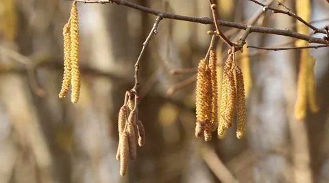 Hazel catkins in sunny spring day motion footage made with slider Stock Footage 48893726