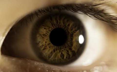 Hazel colored Iris Macro Stock Photos