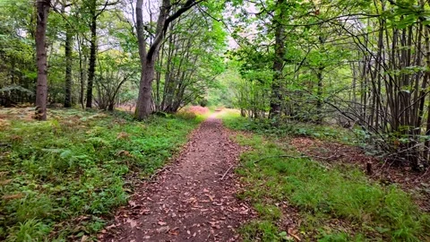Hazel Coppice and Open Bracken Glade, Leaf-Covered Path, Bedford Purlieus NNR Vidéo 345090481