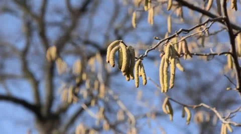 Hazel (Corylus avellana) Stock Footage 13786084