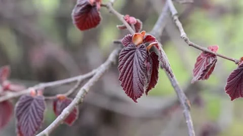 Hazel (Corylus maxima 'Purpurea') Stock Footage 12456664