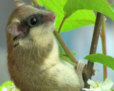 Hazel Dormouse Stock-Footage 671139