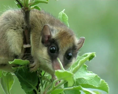 Hazel Dormouse Video stock 671143