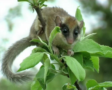 Hazel Dormouse Видео 671148