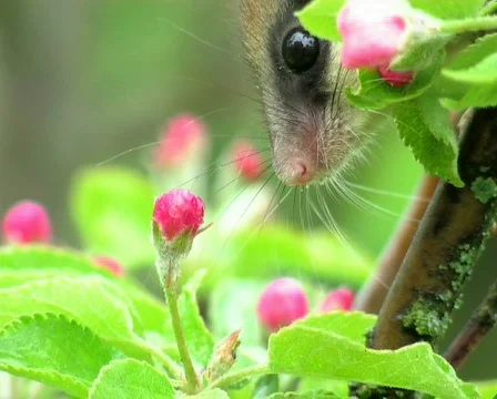 Hazel Dormouse Stock-Footage 671151