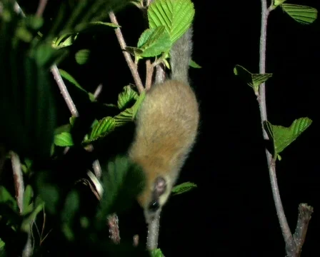 Hazel Dormouse Stock-Footage 671185