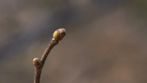 Hazel first buds in spring (Corylus avellana) Video stock 106256153