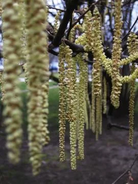 Hazel flower Stock-Fotos