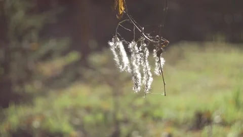 Hazel fluffy catkins on the twig Stock Footage 165222085
