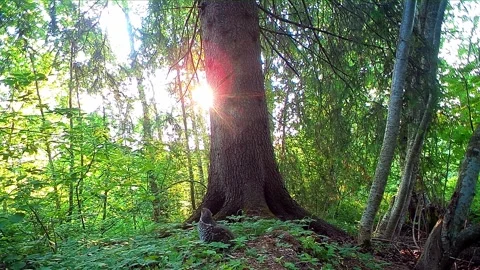 Hazel grouse chicks crawl under mother hen's feathers to keep warm 1 Stock Footage 244408025