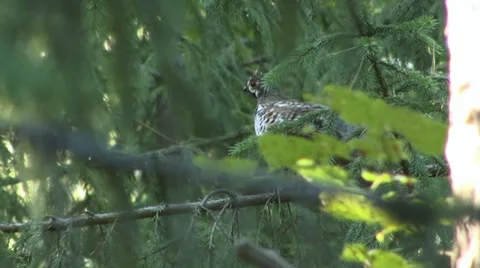Hazel grouse Stock Footage 27430108