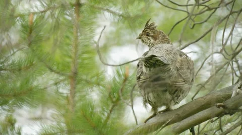 Hazel grouse hiding in the branches of a pine Stock Footage 42909145