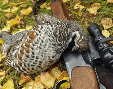 Hazel grouse Foto stock