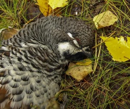 Hazel grouse Stock Photos