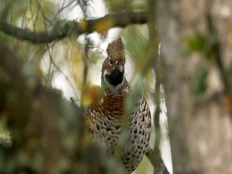 Hazel grouse (Tetrastes bonasia) Stock Footage