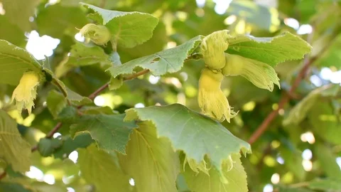 Hazel with hazelnut Video stock 111137845