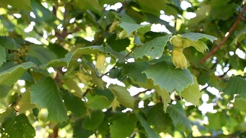 Hazel with hazelnut Stock Footage 111137867