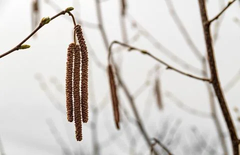 Hazel inflorescence Stock Photos