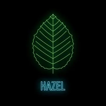 Hazel leaf neon sign glowing on black background Stock Illustration