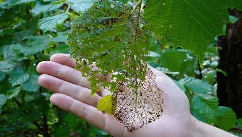 Hazel leaf in the palm of hand Foto stock