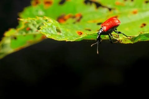 Hazel leaf-roller weevil Foto stock