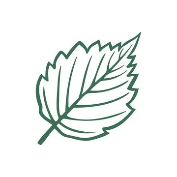 Hazel Leaf with Serrated Edges and Veins. Hand Drawn Doodle Style Filbert I.. Stock Illustration